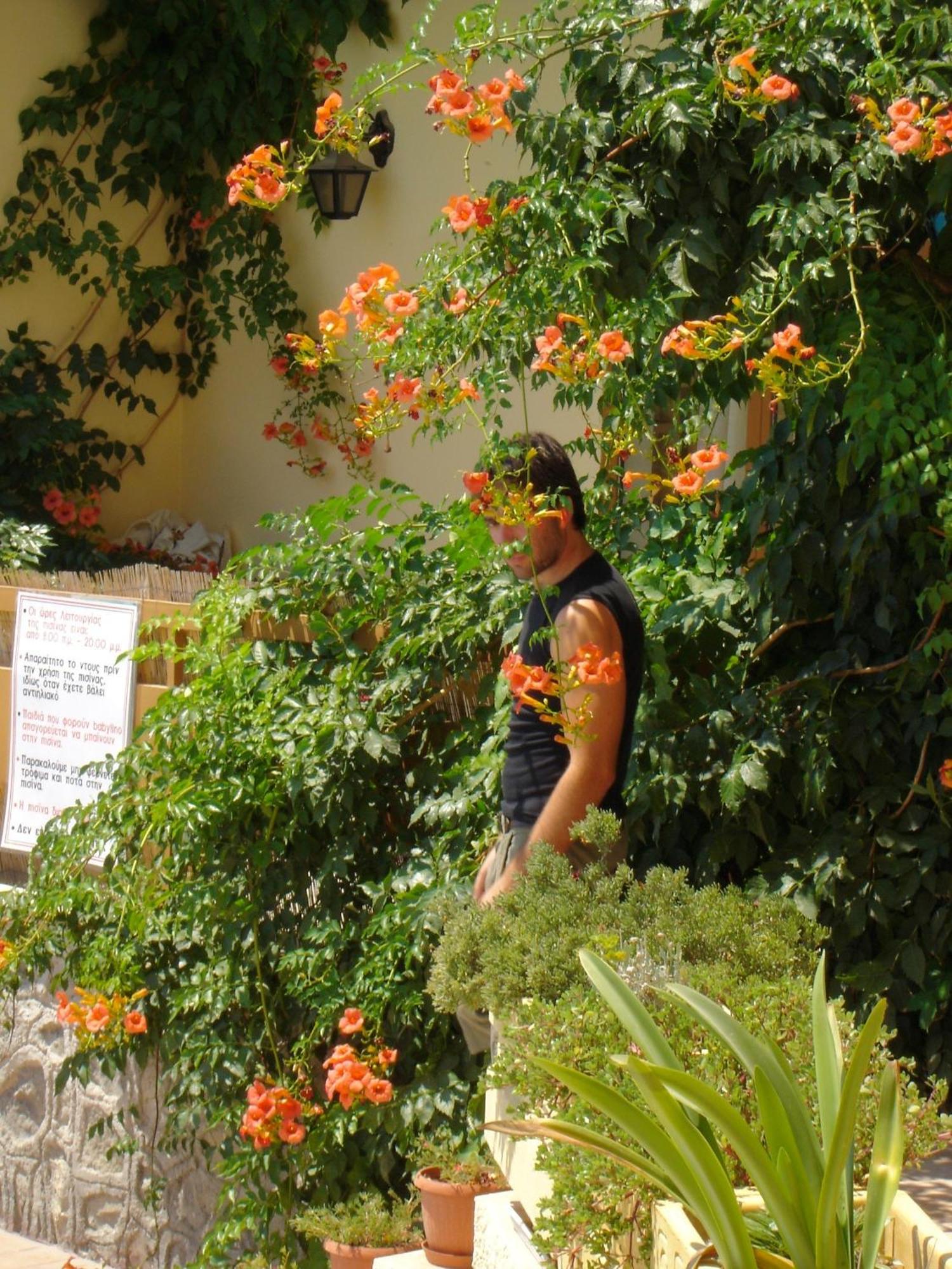 Hotel Afea Agia Marina  ภายนอก รูปภาพ
